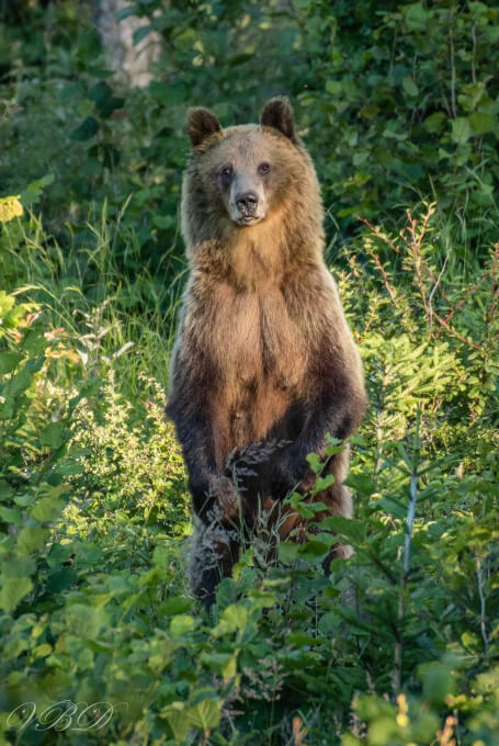 Fot. Vierka Balážova, niedźwiedź w tatrach, niedźwiedź, tatry